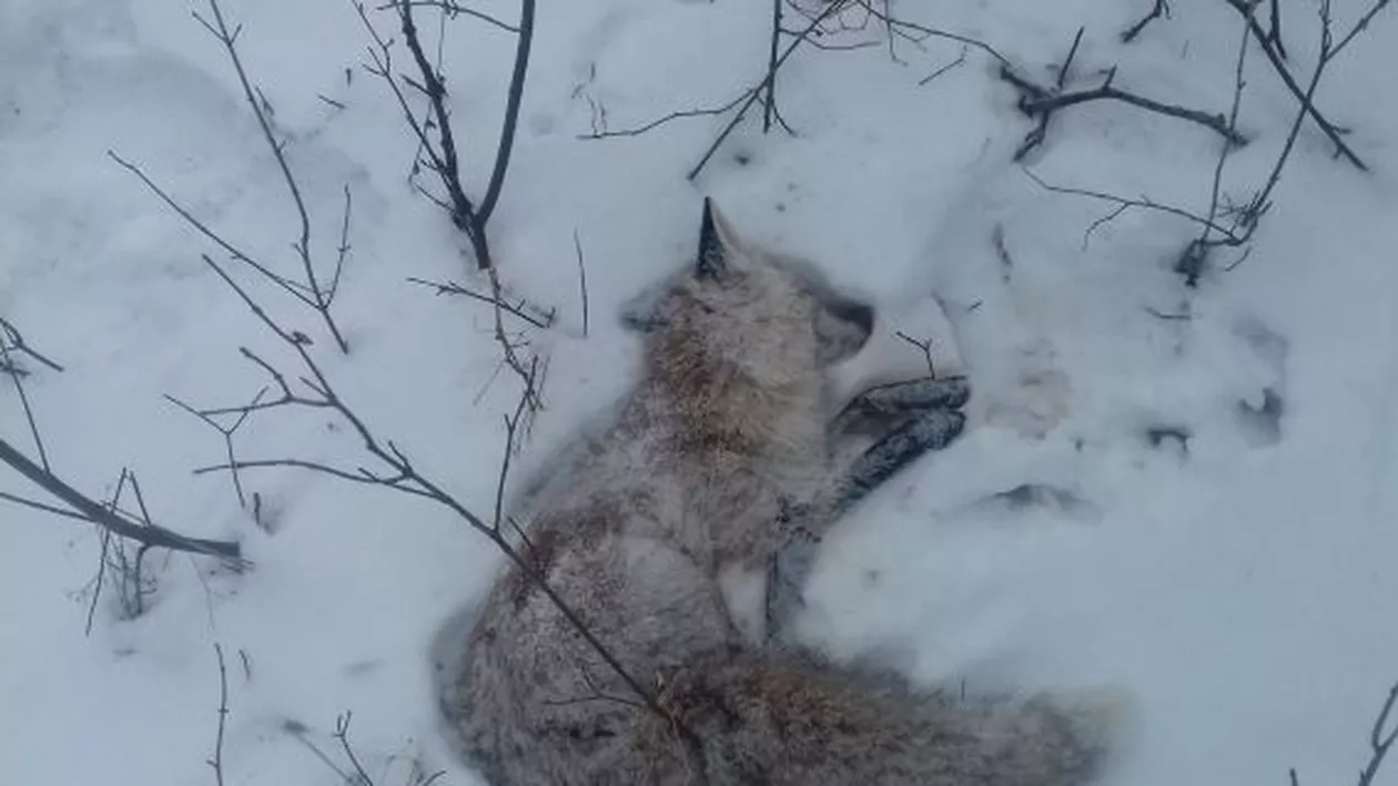 CRUZIME nemaiîntâlnită în Republica Moldova! Vânătorii au împușcat câteva vulpi, iar apoi și-au bătut joc de animale (FOTO)