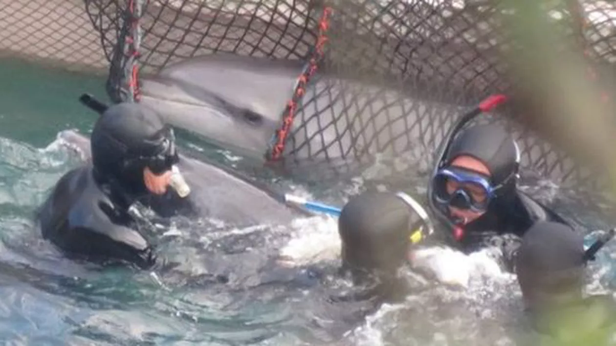 IMAGINI ULUITOARE! Lupta crâncenă a unei mame-delfin pentru a-și salva puiul (VIDEO)