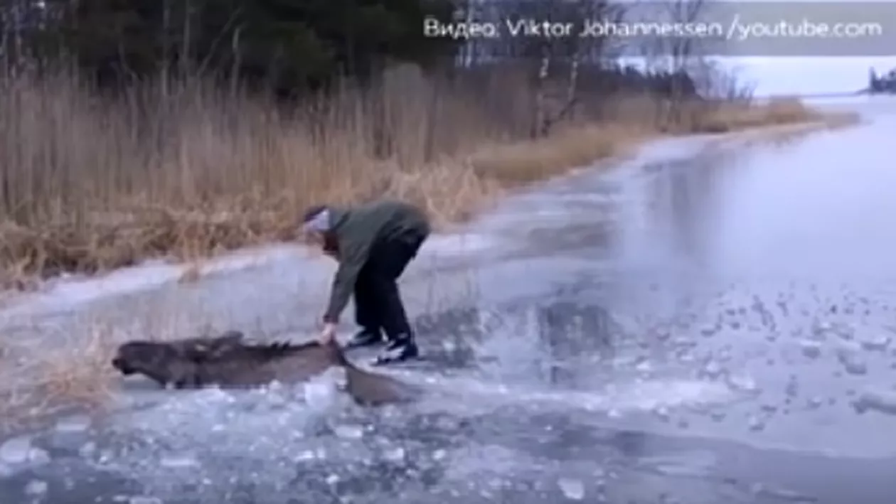 Salvare miraculoasă! Un elan a fost la un pas de moarte după ce a căzut într-un lac înghețat (VIDEO)