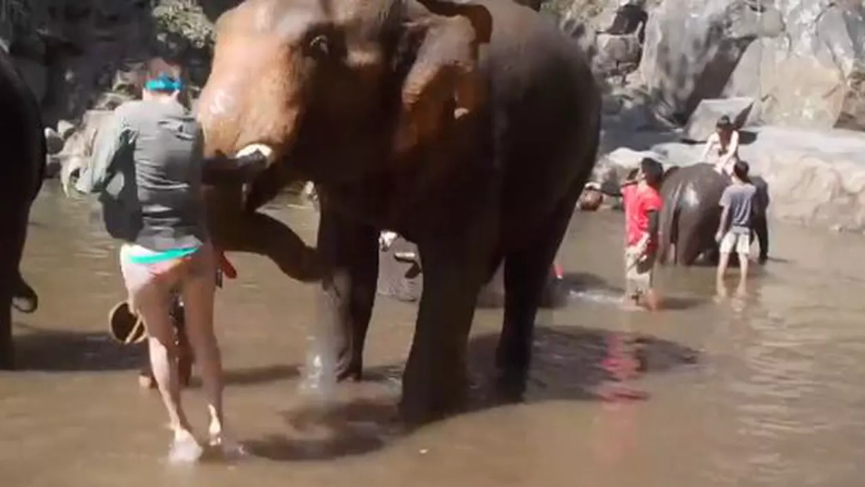 Imagini șocante de la o grădină zoologică: O femeie a fost aproape de moarte după ce s-a apropriat prea mult de un elefant care a aruncat-o în aer (VIDEO)