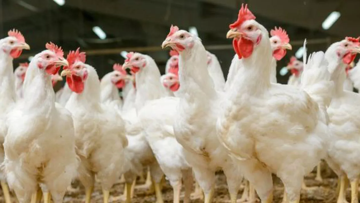 ANSVSA: 12 focare de gripă aviară, depistate în şase judeţe. Carnea şi ouăle din unităţile autorizate sunt sigure pentru consum