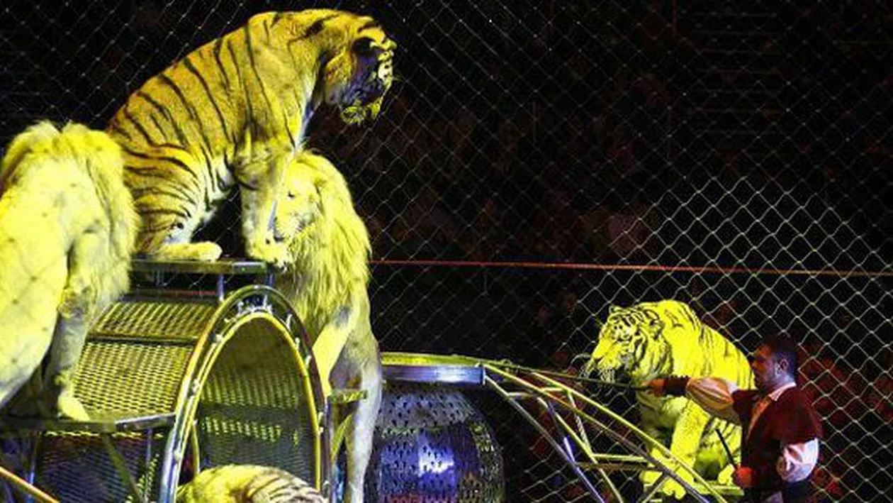 Ultima reprezentanție cu animale la Circul Globus: De la 1 martie, intră în vigoare hotărârea care interzice folosirea necuvântătoarelor în spectacole (VIDEO)