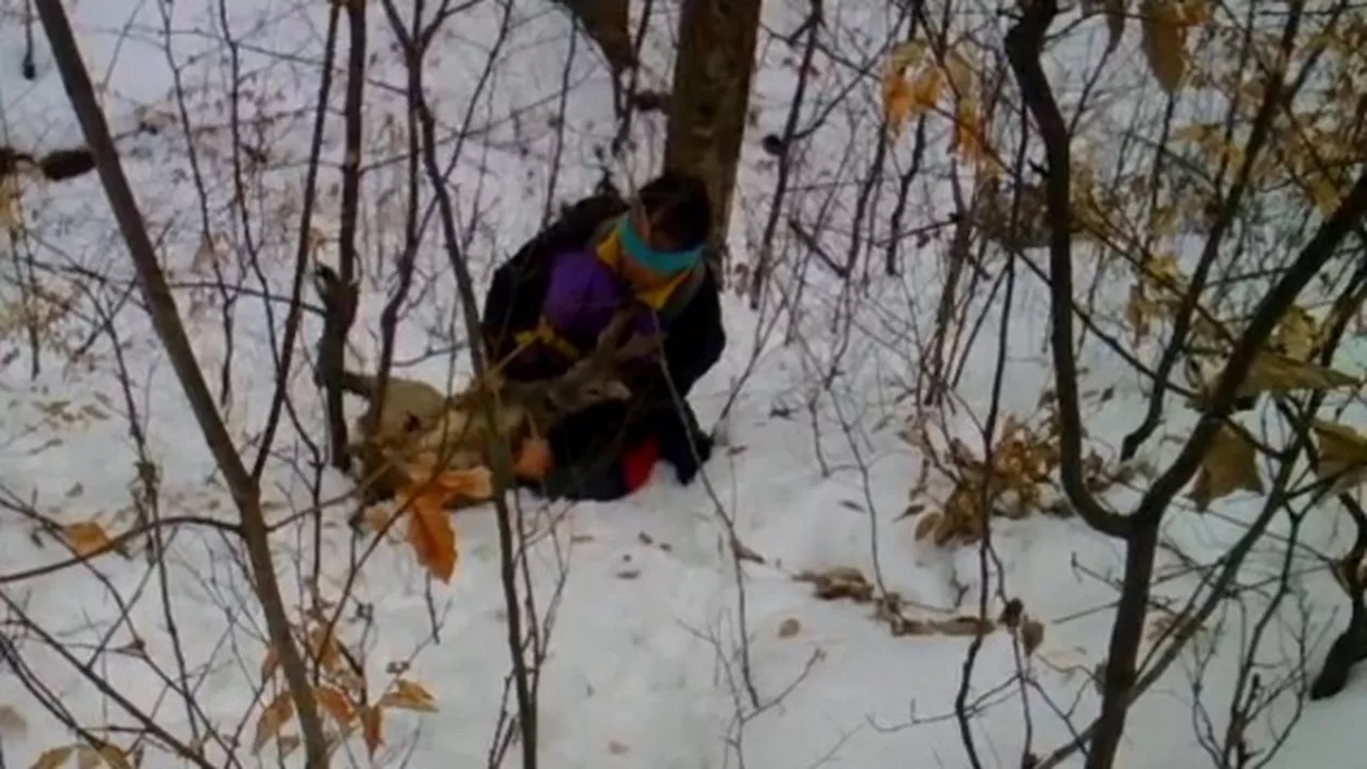 Imagini TERIFIANTE într-o pădure din Iași! Mai multe caprioare se zbat în lațuri puse de braconieri  (VIDEO)