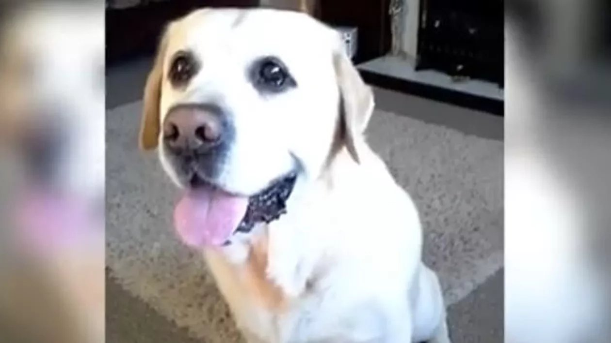 Internetul are o nouă vedetă! Câinele chiar este cel mai bun prieten al omului, o demonstrează și Charlie Brown (VIDEO)