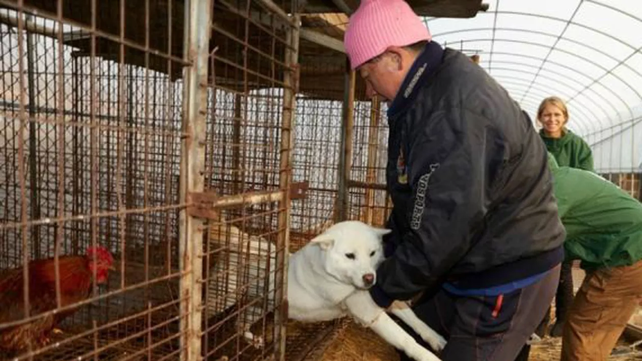 Anunț făcut de Coreea de Sud înainte de începerea Jocurilor Olimpice de iarnă din 2018! Se închide cea mai mare piaţă de carne de câine