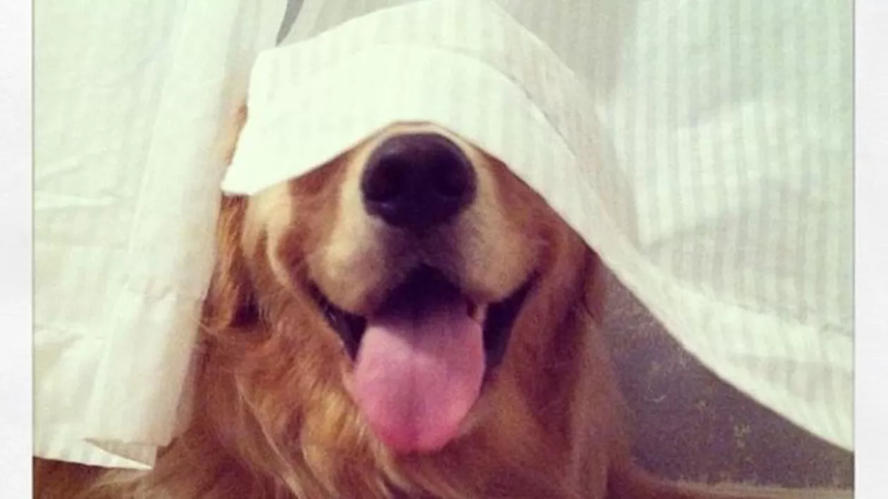 Cum să joci vațea ascunselea cu patrupedul tău fără să te găsească! Clipul a ajuns VIRAL pe internet (VIDEO)