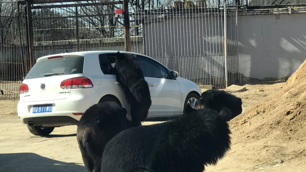 Turiști atacați de urși într-un parc zoo. Un copil a scăpat la limită din ghearele animalelor (VIDEO ȘOCANT)