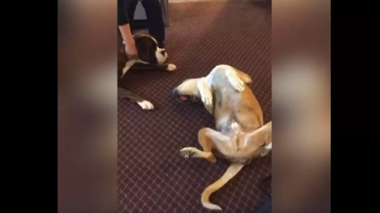 Reacția incredibilă a unui câine. Acesta are impresia că a rămas fără cel mai bun prieten (VIDEO)