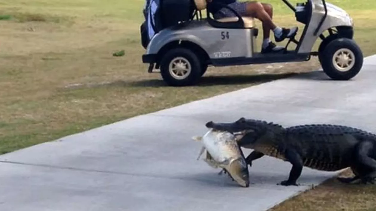 Momente de spaimă! Un aligator uriaș și-a făcut apariția pe un teren de golf cu un pește în gură. Jucătorii au rămas șocați (VIDEO)