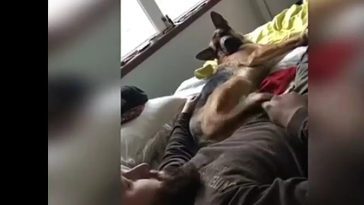 Bătut de propriul câine: Un bărbat a aflat pe propria piele de ce nu e bine să deranjezi un ciobănesc german când se odihnește (VIDEO)