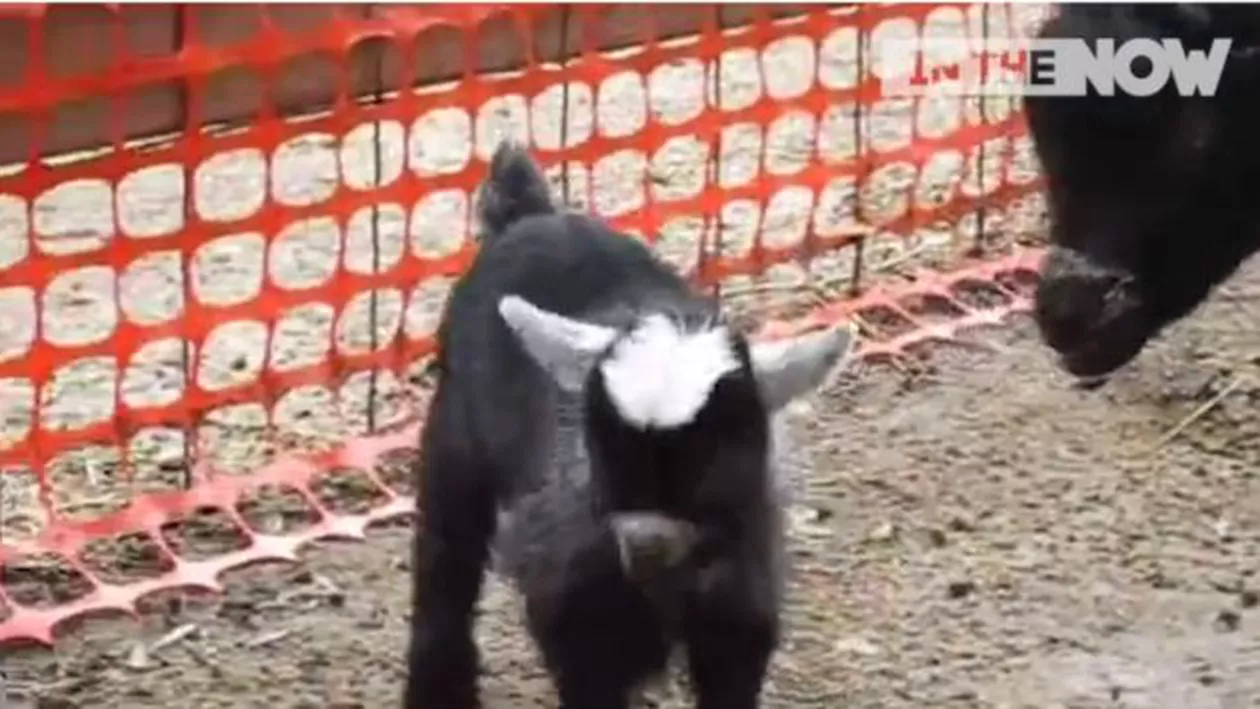 Un țap ADORABIL te învață cum să DANSEZI (VIDEO)
