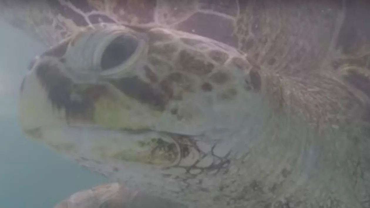 O echipă de medici thailandezi a extras 915 monede din stomacul unei broaște țestoase (VIDEO)