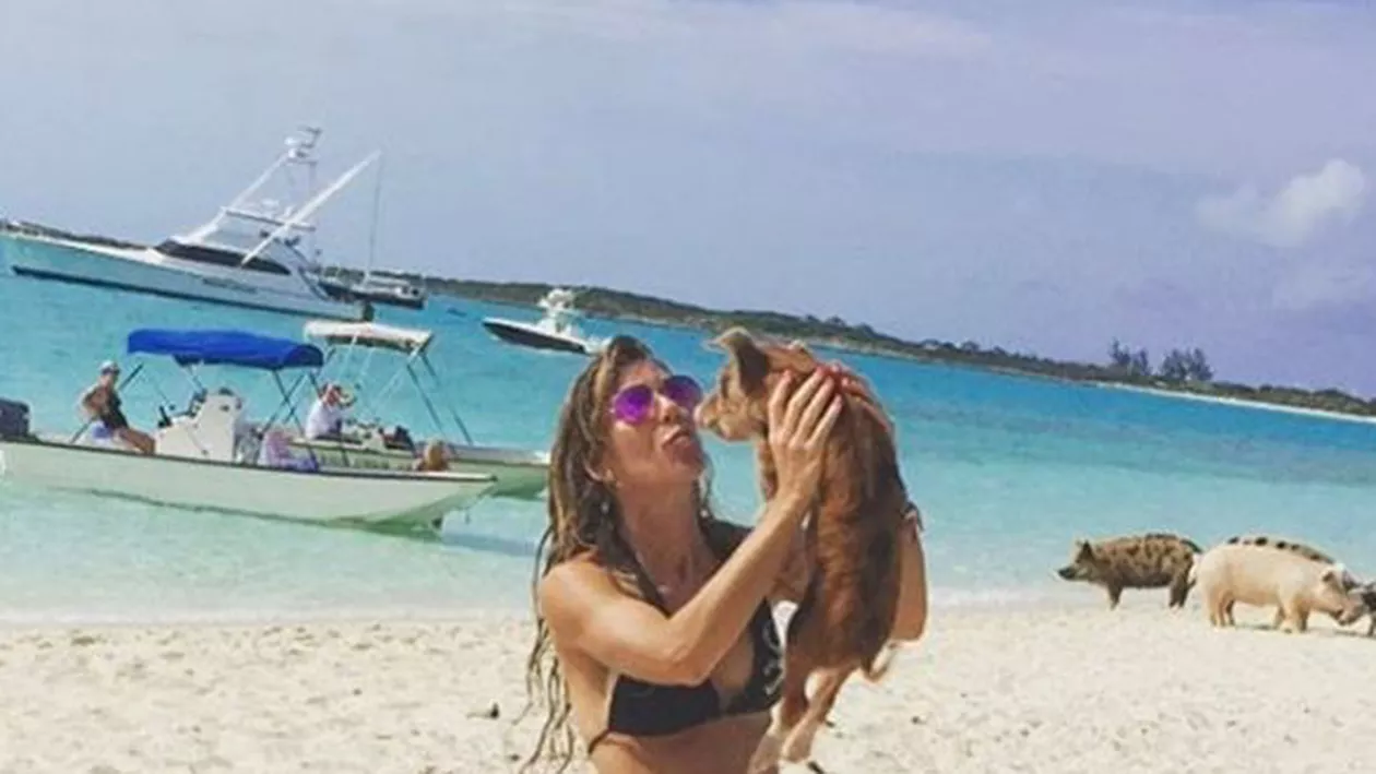 Turiști INCONȘTIENȚI! Porcii înotători din Bahamas, găsiți morți după ce oamenii le-au dat alcool (FOTO și VIDEO)