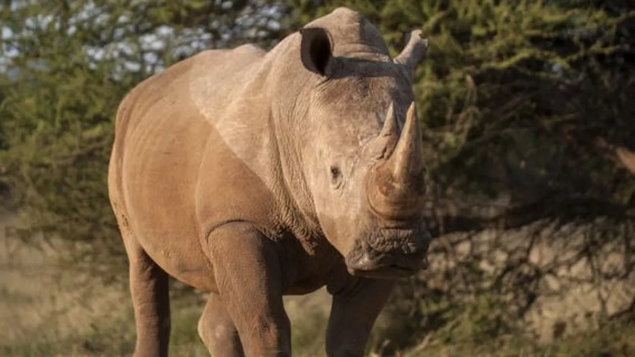 O nedorită PREMIERĂ: Braconaj la Grădina Zoologică. Un RINOCER a fost ucis pentru cornul de fildeș