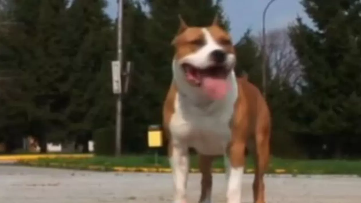 Caz șocant de cruzime față de animale în Craiova! O cățelușă de doi ani, spânzurată de stăpân