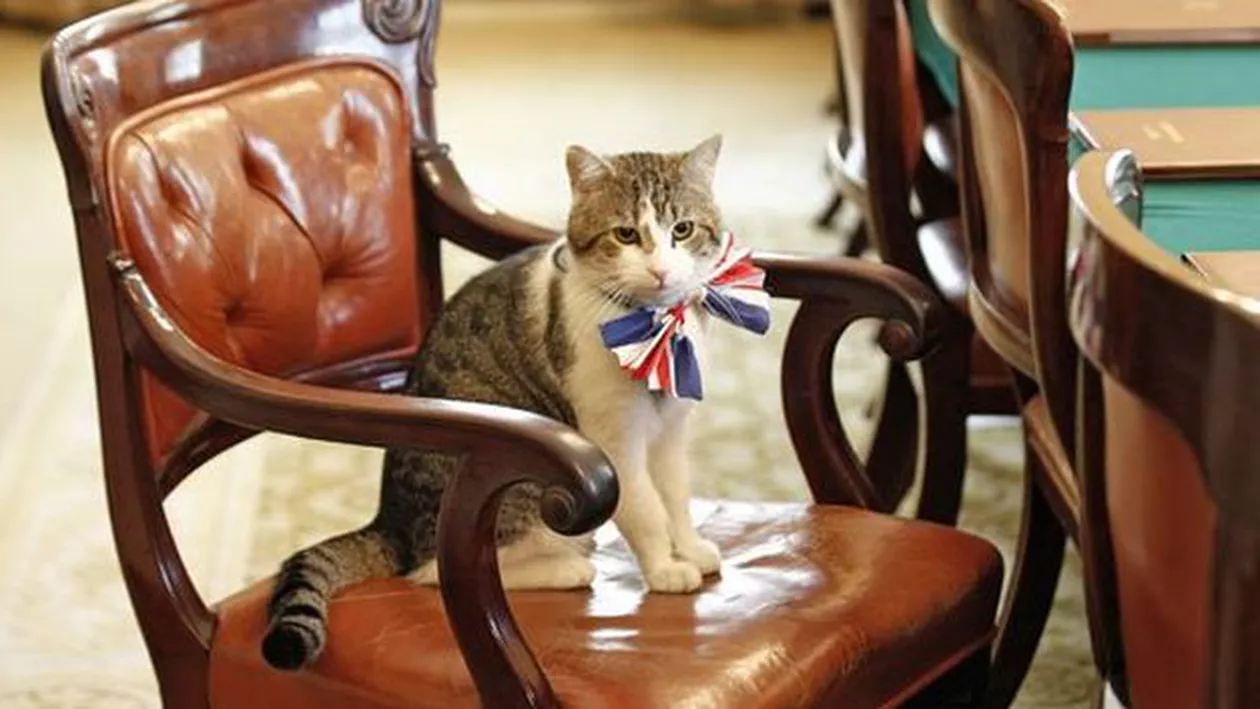 Ar trebui concediat? Larry, motanul de la reședința premierului britanic, a fost fotografiat când lăsa un șoarece să fugă (FOTO)