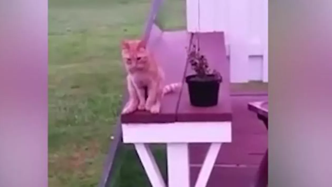 Cea mai DISTINSĂ pisică. Cu câtă eleganță stă așezată (VIDEO)