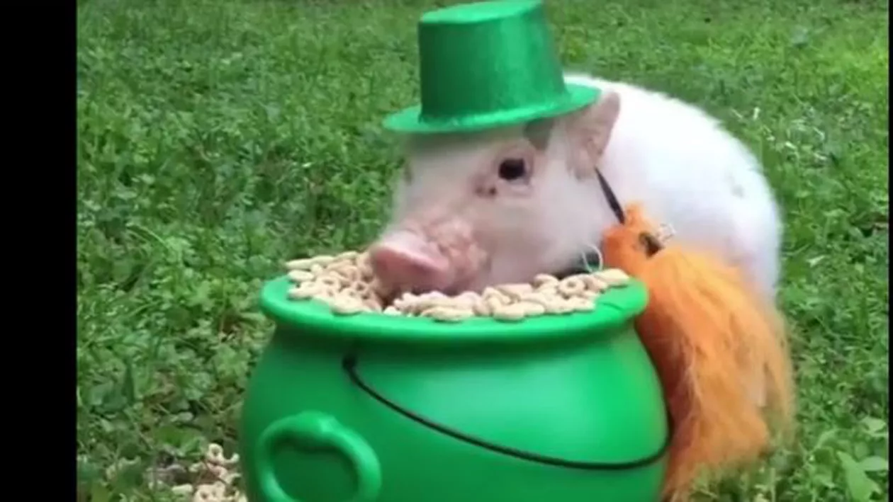 Culmea St. Patrick's Day: Uite ce face acest PORC cu joben verde! (VIDEO)