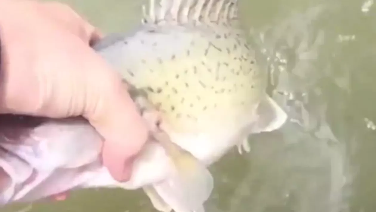 Cel mai RIDICOL mod de a prinde un pește: Sigur nu ți-a dat prin cap asta! (VIDEO)