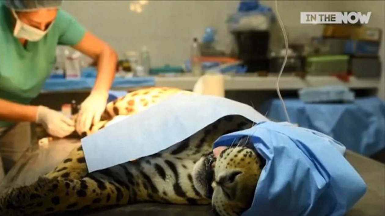 Operație riscantă pentru ultimul jaguar din El Salvador (VIDEO)