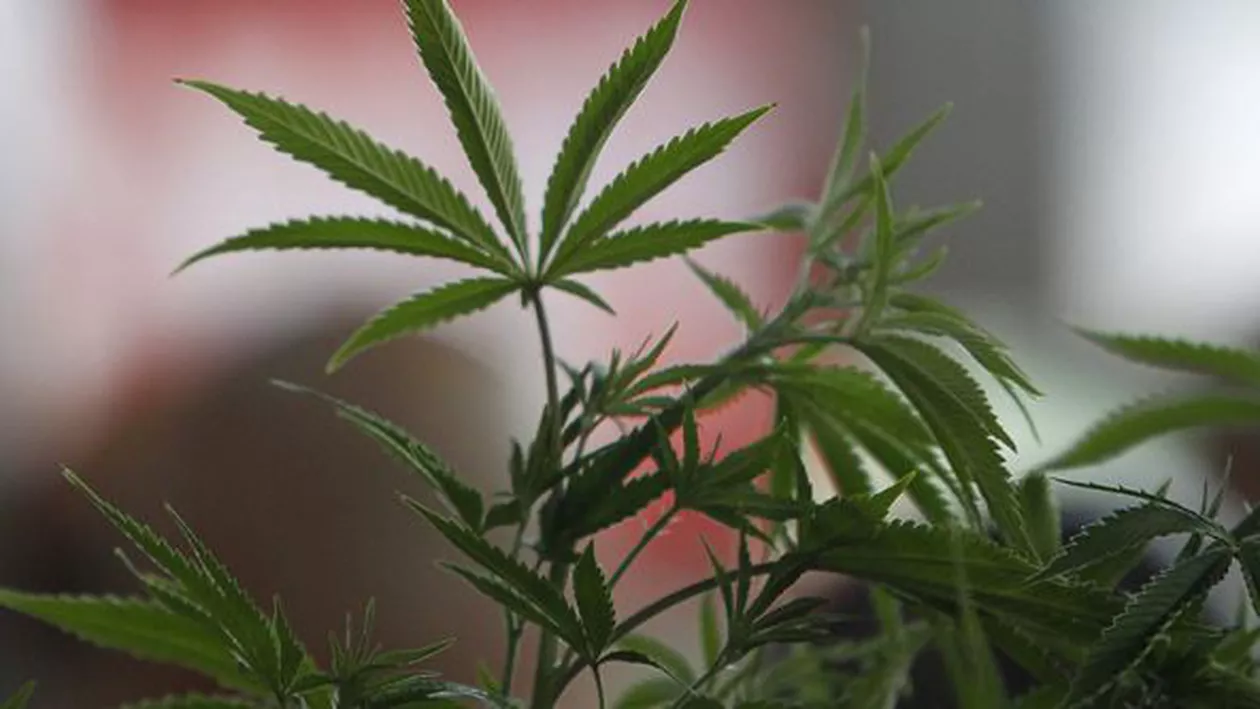 Canada se pregătește să legalizeze MARIJUANA de uz recreațional