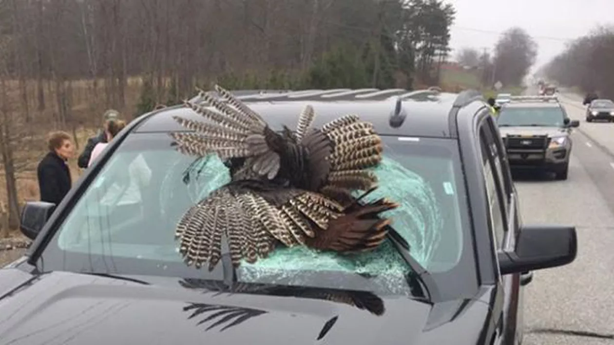 Incident DRAMATIC în Indiana, SUA! Un CURCAN s-a aruncat în fața MAȘINII spărgând parbrizul și provocând PANICĂ (FOTO)