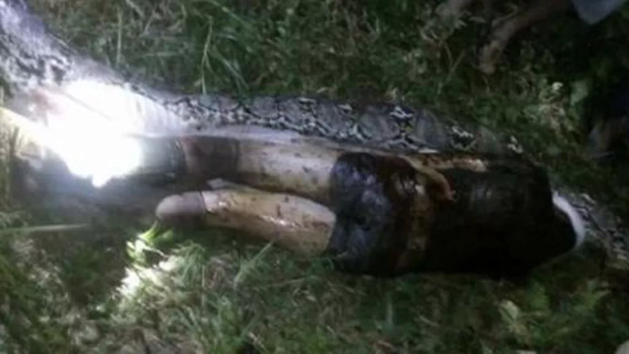 ȘOCANT: Un piton de 7 metri a înghițit un tânăr! (FOTO, VIDEO)