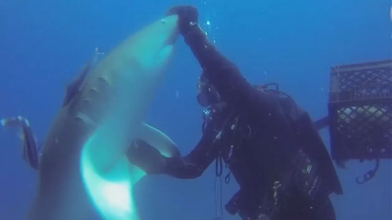 Un RECHIN rănit a cerut ajutorul unui OM. Și l-a primit! (VIDEO)