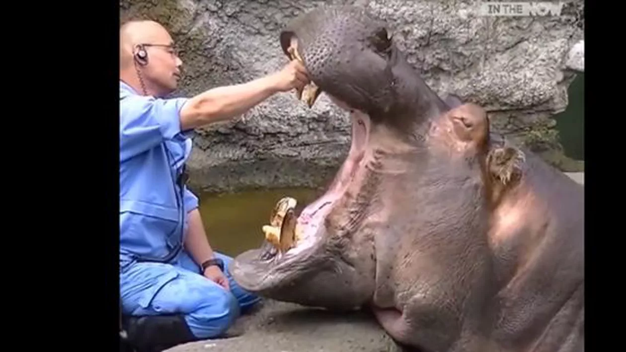 Un hipopotam extrem de simpatic iubește să meargă la dentist (VIDEO)