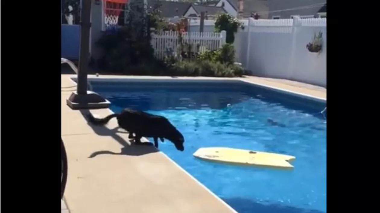 Cel mai deștept cățel! A încercat să intre în apă fără să se ude și a reușit (VIDEO)