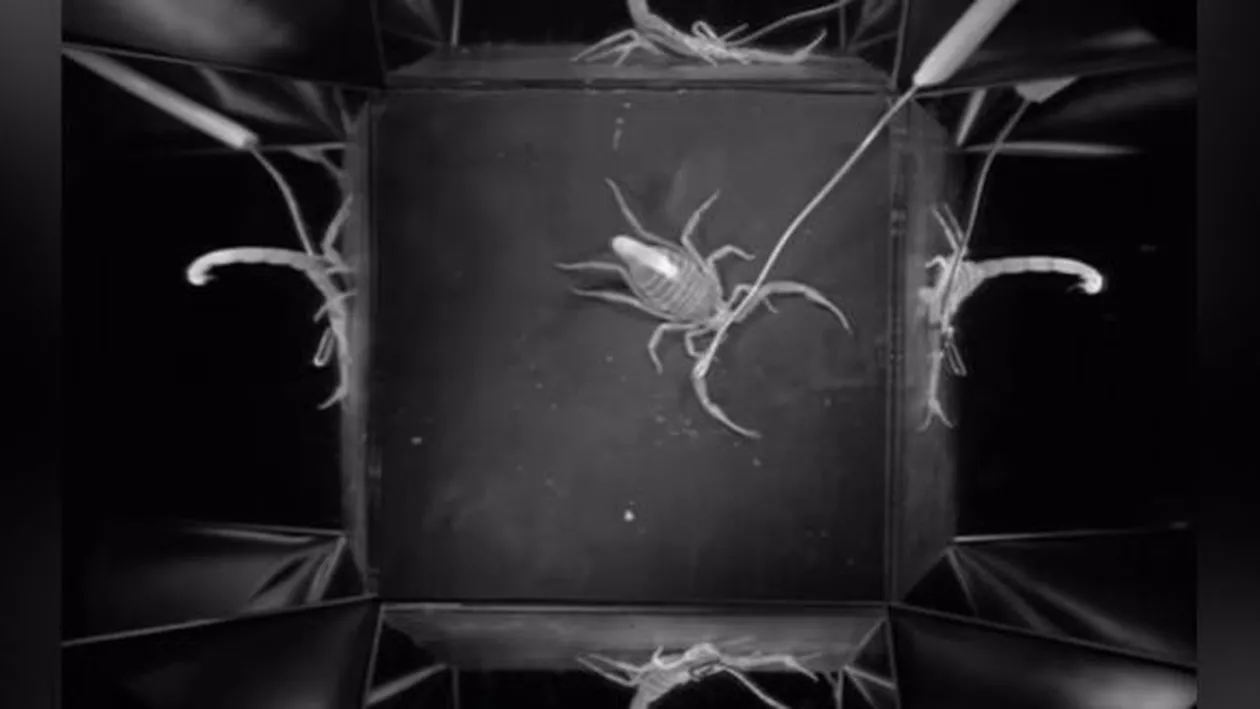 Cel mai MORTAL scorpion din lume își arată coada OTRĂVITĂ în întreaga sa glorie! (VIDEO)