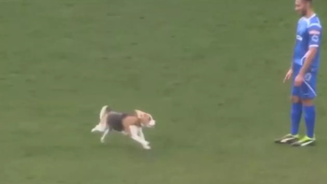 Fotbalul, sportul iubit și de animale. Cum arată cel mai microbist câine (VIDEO)