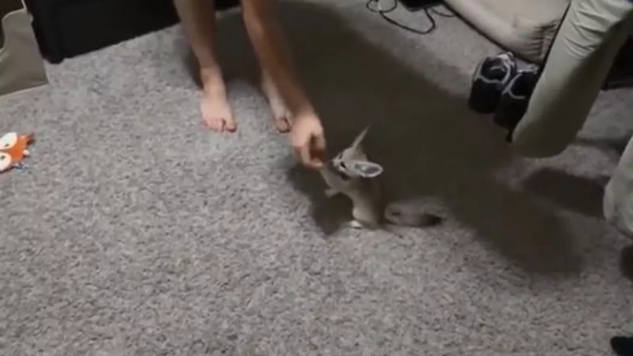 Vulpea nu mai este șireată, ci dresată. Cum arată cel mai SIMPATIC animăluț (VIDEO)