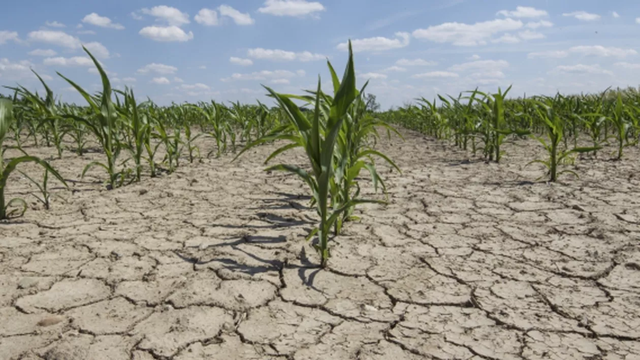 Meteorologii anunță secetă puternica și recolte COMPROMISE. Doar 3% din pământul arabil este dotat cu sisteme de irigații (FOTO)