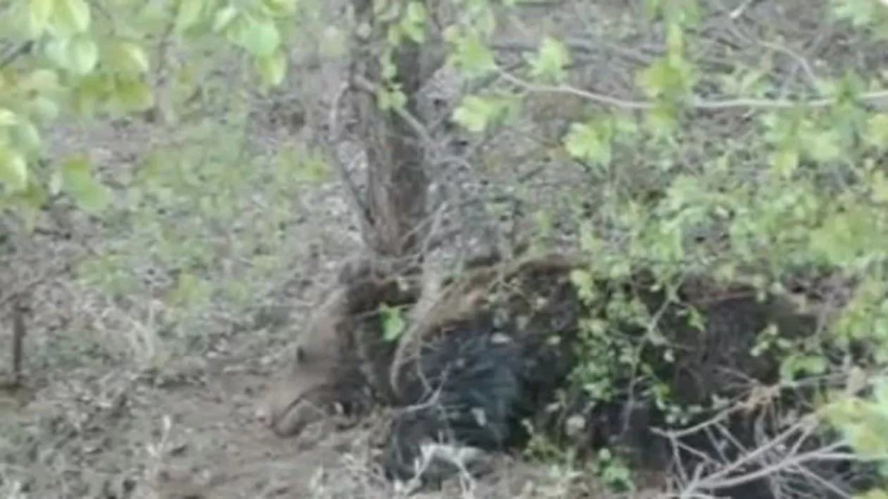 Buzău: Un urs găsit prins într-un laț a fost dezlegat și eliberat în pădure (VIDEO)