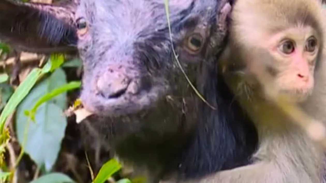 Adorabil! Relația specială dintre o mamă-capră și un pui de maimuță i-a impresionat pe toți (VIDEO)