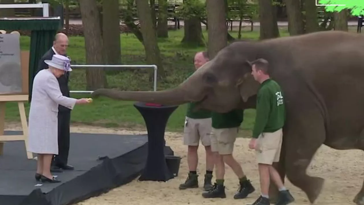 Imagini amuzante! Regina Elisabeta a hrănit un elefant cu banane! Cum a reacționat animalul când Alteța Sa a terminat fructele (VIDEO)