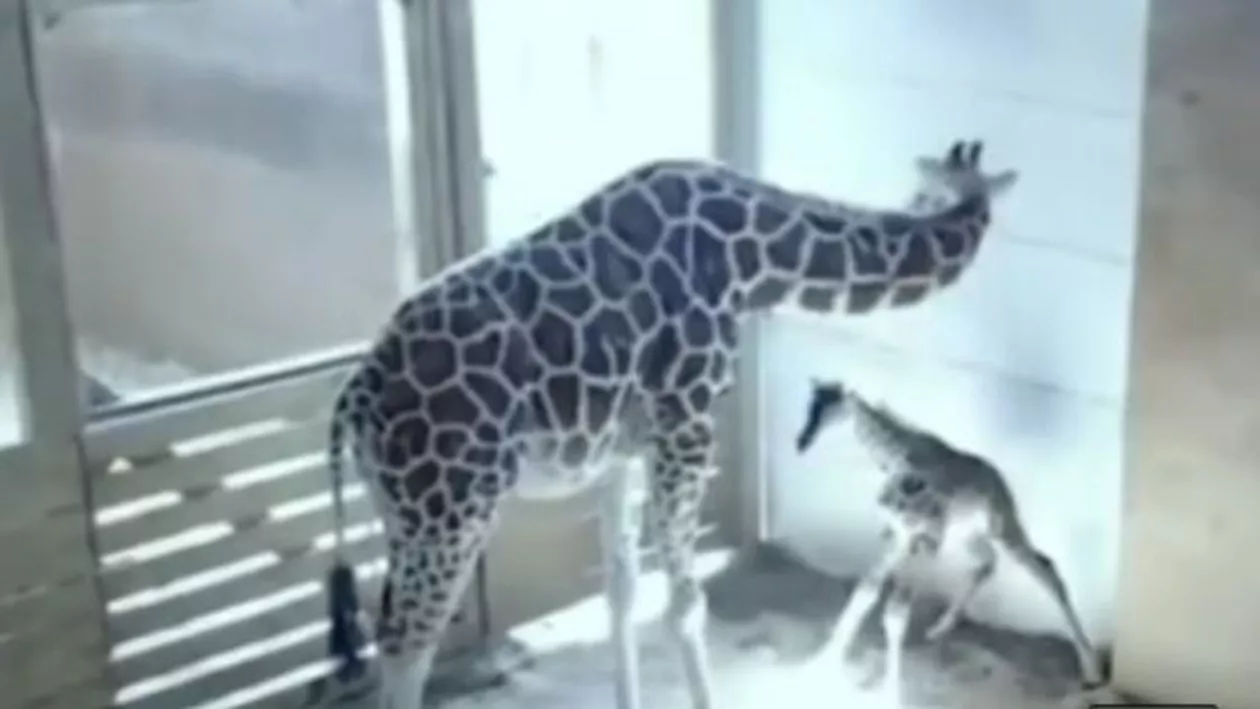 Girafa April a născut un pui sănătos! Momentul a fost vizionat prin livestream de peste 1 milion de internauţi (VIDEO)