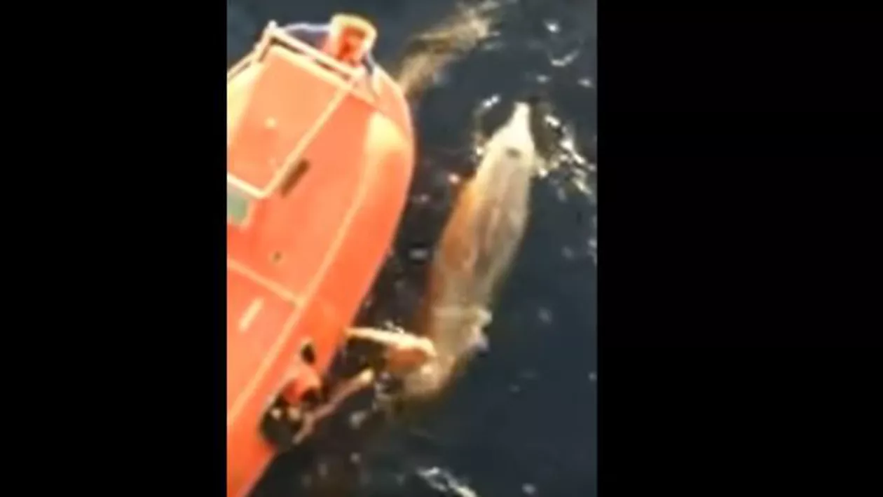 Imagini impresionante: Un marinar a salvat o balenă captivă într-o plasă de pescuit (VIDEO)