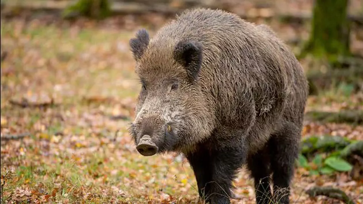 Trei teroriști din Statul Islamic au fost omorâți de porci sălbatici în Irak
