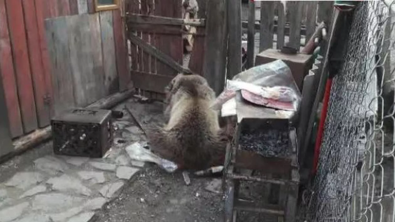 O fetiță din Mureș a fost atacată de URS în curtea casei. Ce s-a întâmplat cu animalul furios