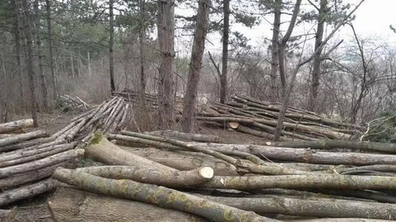 Metodă inovativă inventată pentru a fura lemne: Au inventat o furtună ca să justifice tăierea arborilor
