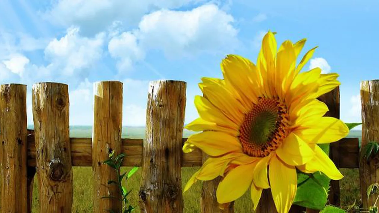 Meteorologii transmit vești bune. Cum va fi vremea în această vară