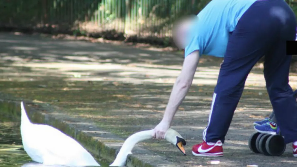 Irlanda: Un bărbat a fost surprins în timp ce chinuia o lebădă din parc (FOTO)