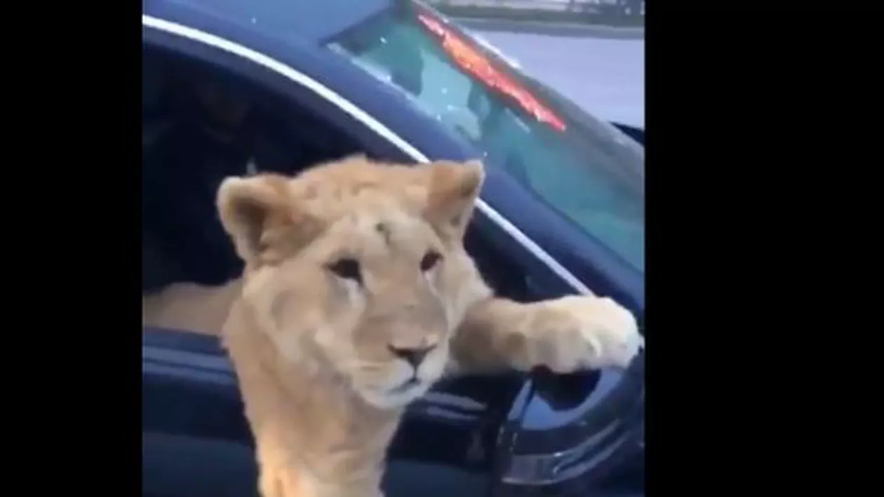 Un prădător în jungla orașului: A ieșit cu leul la plimbare pe străzile din Rusia (VIDEO)