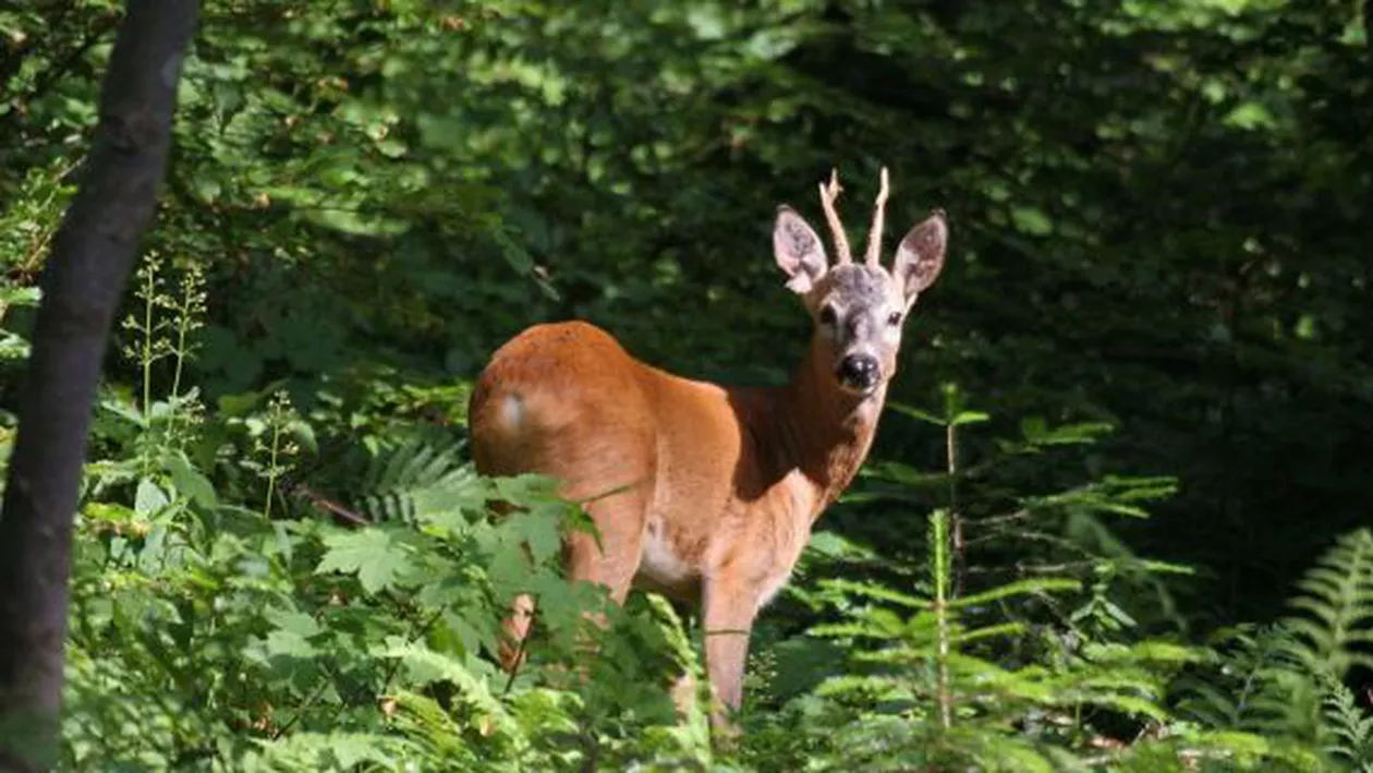 Premieră: Un cerb a fost fotografiat mâncând resturi dintr-un corp uman. Care sunt explicațiile specialiștilor (FOTO)