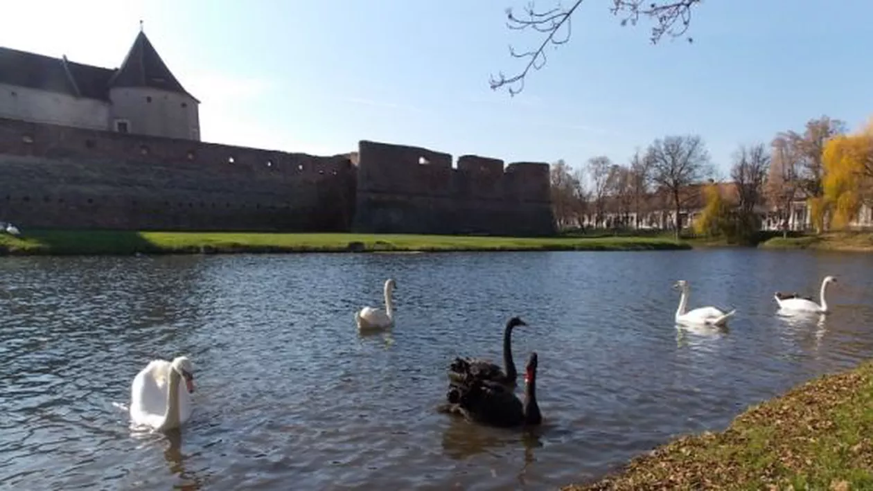 Ia, LEBĂDA, neamule! Primăria Făgăraș scoate la LICITAȚIE 15 exemplare. Care e prețul de pornire