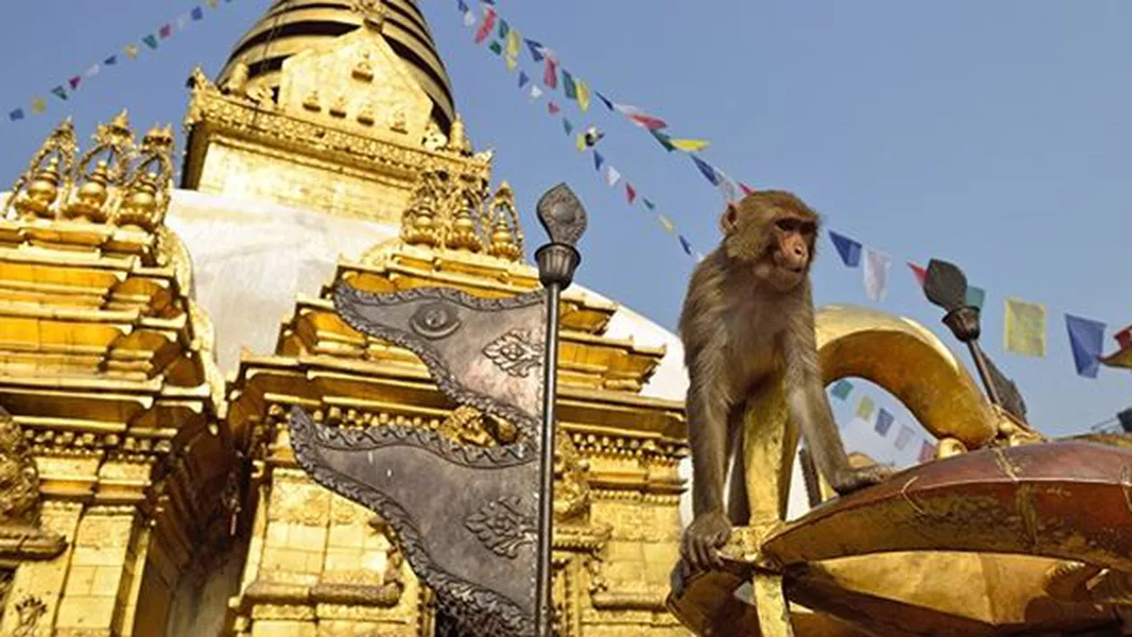 Galațiul mai tare ca Nepalu': TEMPLU pentru maimuțe în valoare de 500.000 euro! Alo, DNA!...