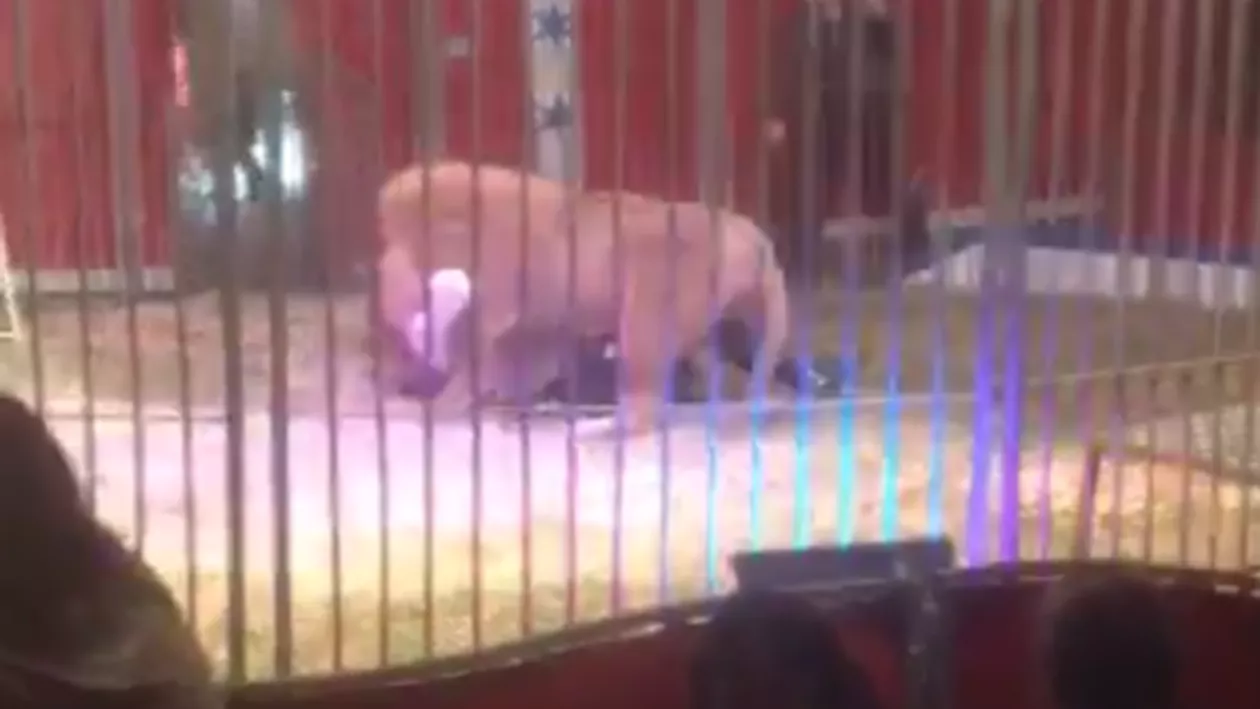 ȘOCANT: Un dresor a ajuns în gura LEULUI (VIDEO ȘOCANT)