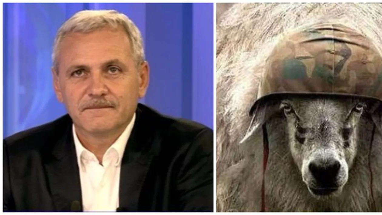 Dragnea susține OAIA ROMÂNEASCĂ: Subvenții de 1 leu/kg de lână. Agricultură sau Apărare Națională?